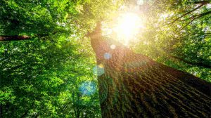FSC Chain of Custody
